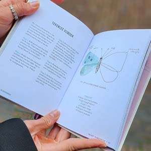 Boek - Pocket Vlinderboek