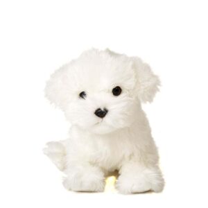 Malteser Hondje - Uni-Toys