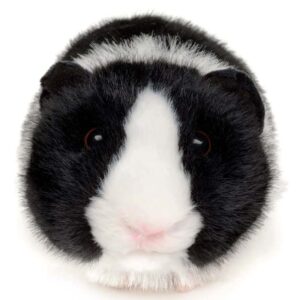 Cavia Uni-Toys Knuffel Wit-Zwart 21 cm | Realistische Pluche Cavia